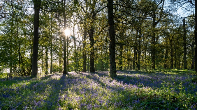 Early morning in the Great Wood at Blickling Estate, Norfolk